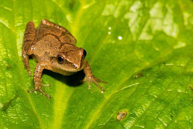 18. Pseudacris crucifer yani bahar kurbağaları, kanında bulunan antifriz sayesinde çok soğuk hatta dondurucu soğuklara dayanabilirler.