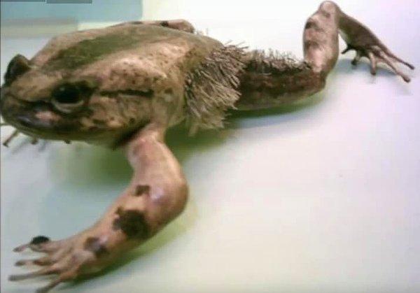 22. Tüylü kurbağalar tamamen kendi istekleri ile ön ayaklarındaki kemikleri kırarak pençe haline getirebilirler.