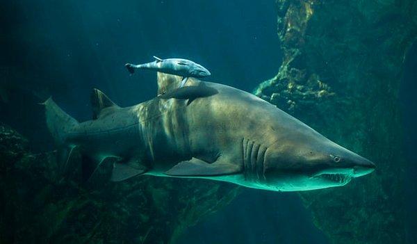 23. Kum kaplanı köpek balıkları henüz anne rahmindeyken birbirleriyle ölümüne dövüşür. Hayatta kalan yavru, dünyaya gelen köpek balığı olacaktır.