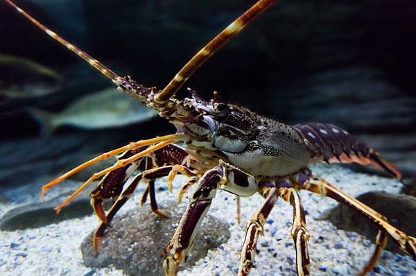 9. Самка лобстера выстреливает мочей из "ноздрей" на голове в понравившегося ей самца, чтобы призвать его к спариванию