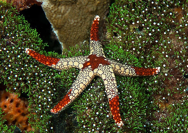 13. Морские звезды могут восстанавливать потерянные в результате нападения на них конечности