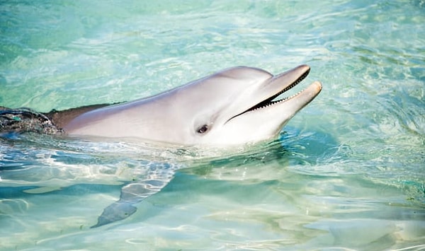 15. Дельфин-афалин может заставить половину своего мозга заснуть, в то время как другая половина останется бодрствующей
