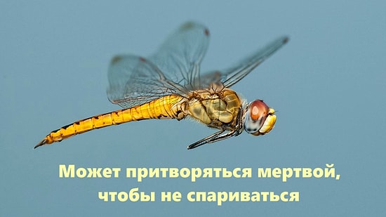 16 интересных фактов о жизни животных, которые поднимут вам настроение от удивления