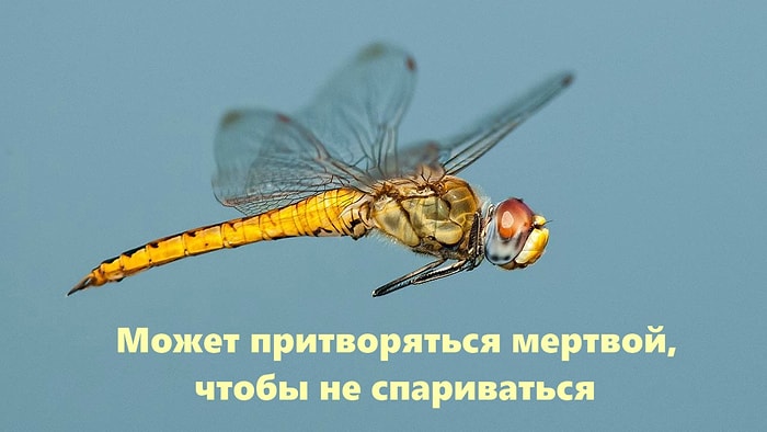 16 интересных фактов о жизни животных, которые поднимут вам настроение от удивления