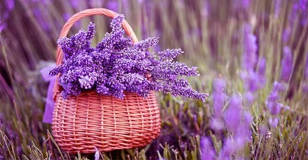 Эфирное масло лаванды