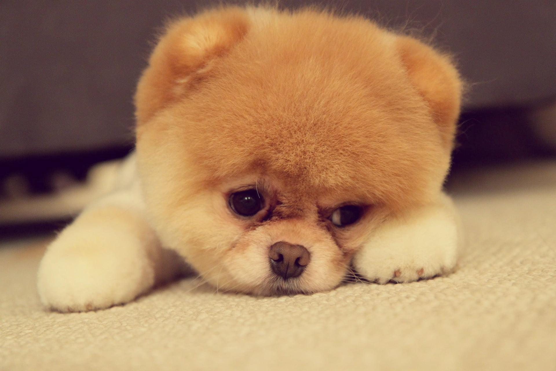 Tatlış mı Tatlış Köpek Cinsi Pomeranian Boo Hakkında Bilmeniz Gereken 9 Şey