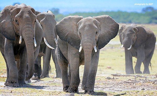 3. 32 Afrika ülkesi Avrupa'ya fildişi satışını yasaklanıyor