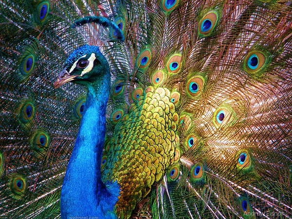 1. Запомните эту картинку: