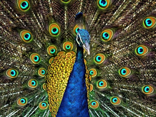 5. Вы видели это фото?