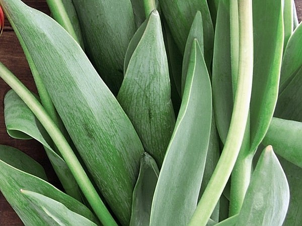 6. Какие цветы были на фото?