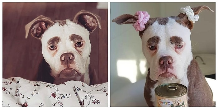 Несмеяна: Познакомьтесь с самой несчастной собакой социальных сетей!