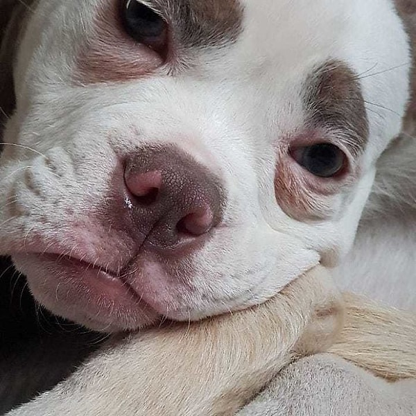 Порода собаки - Английский бульдог.