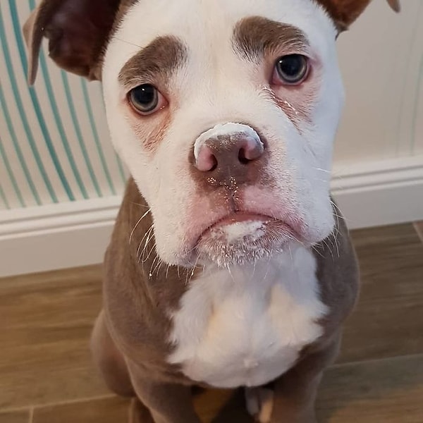 Она вместе с хозяином проживает в Германии.