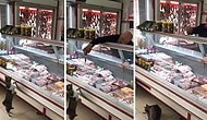Kasaba Giren Kediye Göz Hakkını Veren Güzel İnsan