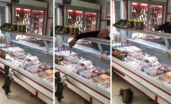 Kasaba Giren Kediye Göz Hakkını Veren Güzel İnsan