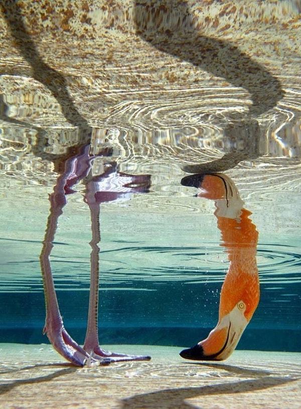 3. Flamingonun dalışı