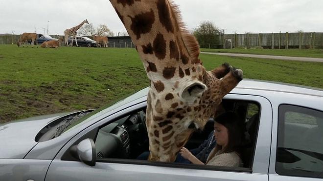 Safari Sırasında Kafasını Aracın İçine Sokan Zürafayı Cama Sıkıştıran Çift