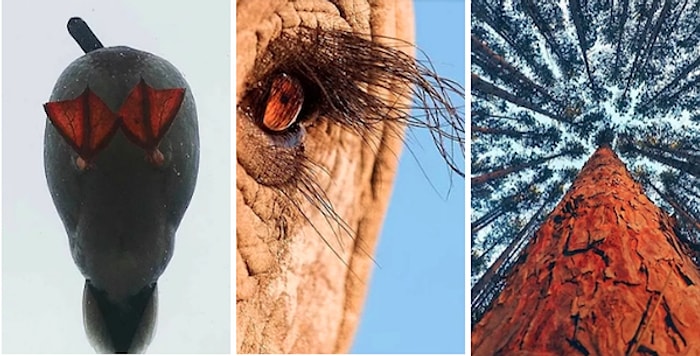 Görünce Bir Daha Asla Dümdüz Fotoğraf Çekmek İstemeyeceğiniz 15 Farklı Açılı Fotoğraf