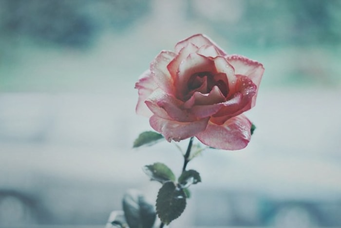 Bu Yumuşak Renkler Testi En Güçlü Fiziksel Özelliğini Söylüyor!