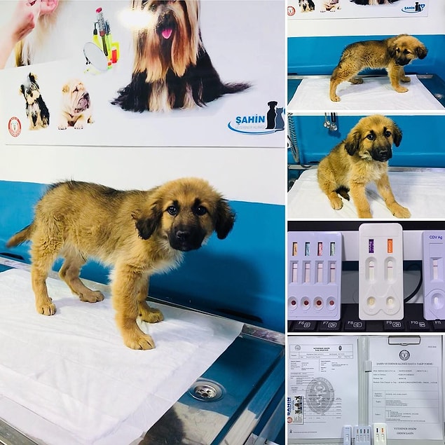 Hastalığı ile Hatçe annemizi de üzen Boncuk sağlığına bir süre sonra kavuştu. ♥