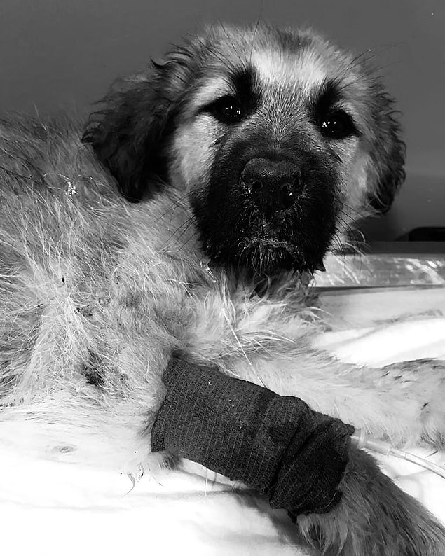 Boncuk'u kaybettik. 😢😢😢