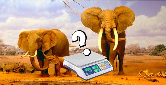 Тест: Только 1 из 8 человек сможет определить самых тяжелых животных на планете по их весу!