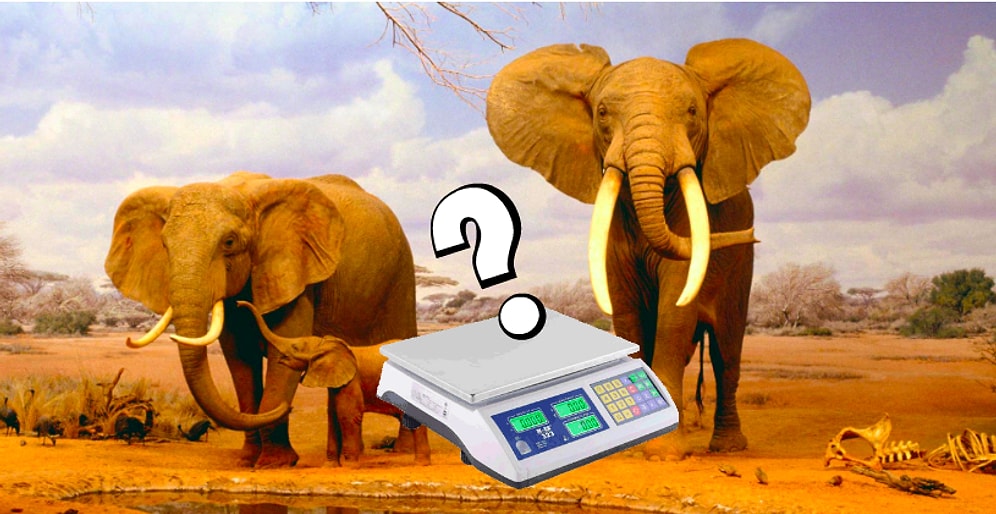 Тест: Только 1 из 8 человек сможет определить самых тяжелых животных на планете по их весу!