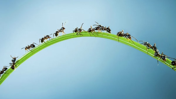 4. Муравьев?