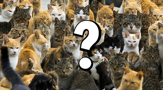 Свора или отара? Только 1 из 50 человек знает, как правильно называются эти группы животных!