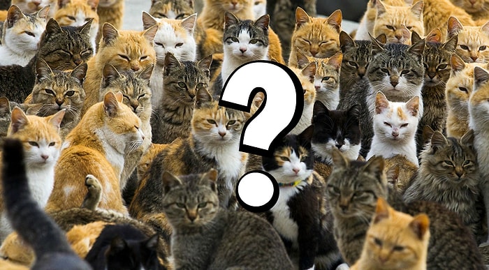 Свора или отара? Только 1 из 50 человек знает, как правильно называются эти группы животных!