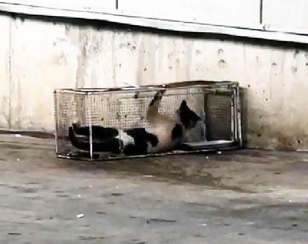 9 Nisan günü reyondan sucuk aldığı için kafese konulan kedi 48 saat bu işkenceye maruz kaldı.