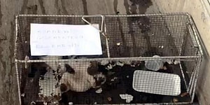 Bunu da Gördük: Ünlü Marketler Zincirinden, Reyondan Sucuk Alan Kediye Hapis Cezası 33