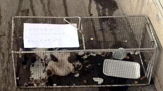 Bunu da Gördük: Ünlü Marketler Zincirinden, Reyondan Sucuk Alan Kediye 'Hapis Cezası'