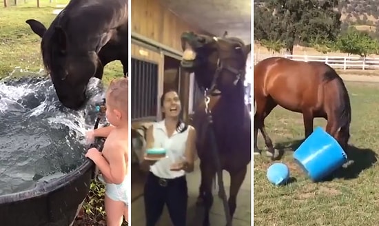 Şapşallıklarıyla Etrafa Dev Gülücükler Attıran Atların Sevimli Dünyası