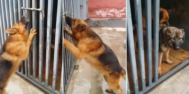 Dişisini Kilitli Demir Kapının Ardından Kurtarıp Sevgisini Ulu Orta Gösteren Azgın Köpek