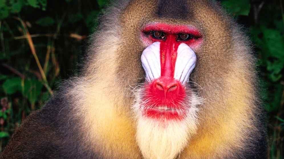 Этот тест покажет, можно ли тебя отнести к нормальным людям 😎