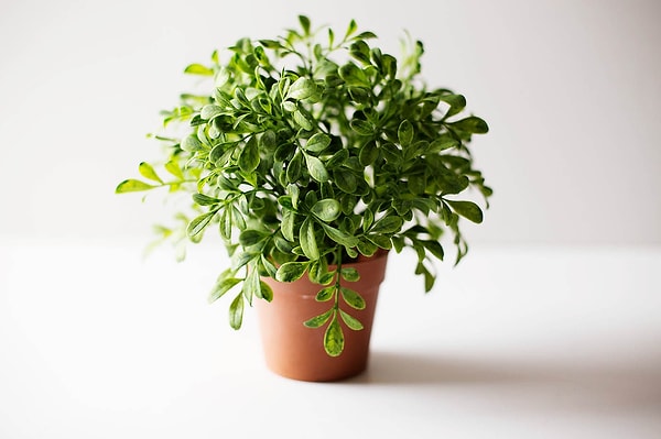 Мы в шоке, ты нормальный(ая) на все 100%!