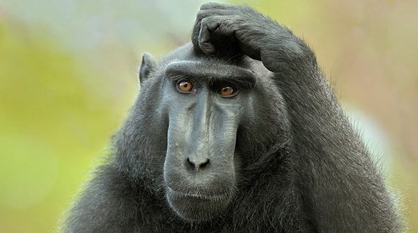 4. Как заканчивается присказка: «Мы и сами с…»?