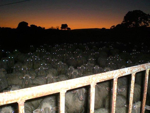 17. Gece görülen koyunlar ve gözleri. 😐