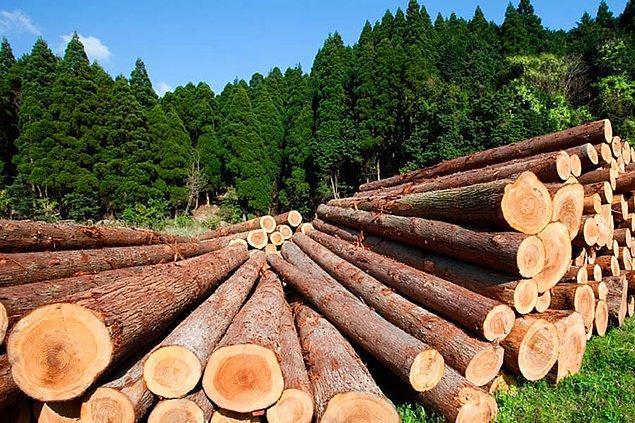 Bugüne kadar bir ağacın orman ürünü olabilmesi için Orman Genel Müdürlüğü tarafından işlenip ‘tomruk' haline getirilmesi gerekiyordu.