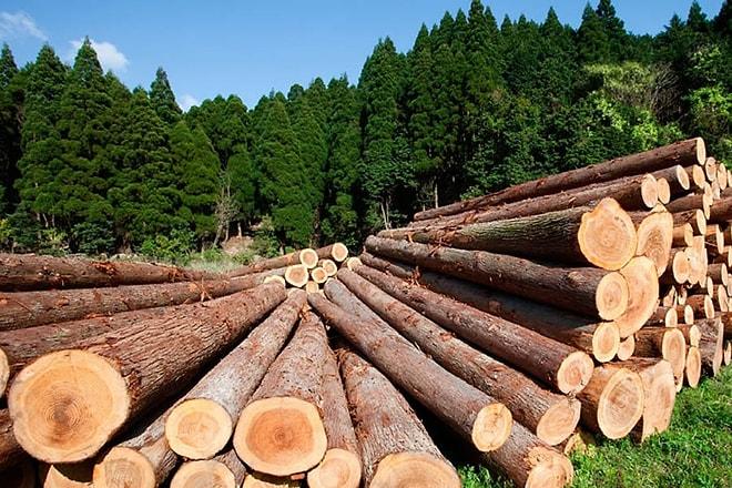 TBMM'de Kabul Edildi: Ormanlar 5 Yıllığına Şirketlere Kiralanacak