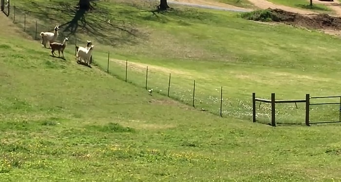 Çiftlikteki Lama Sürüsünü Peşine Takıp Oyun Oynayan Köpek