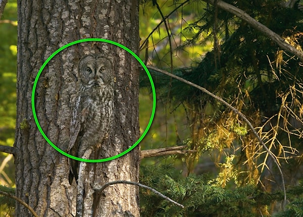 Посмотреть правильный ответ: