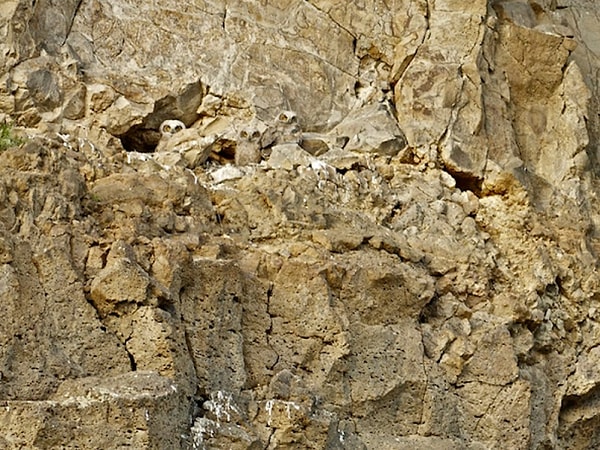 3. Увидели замаскированное животное на этой картинке?