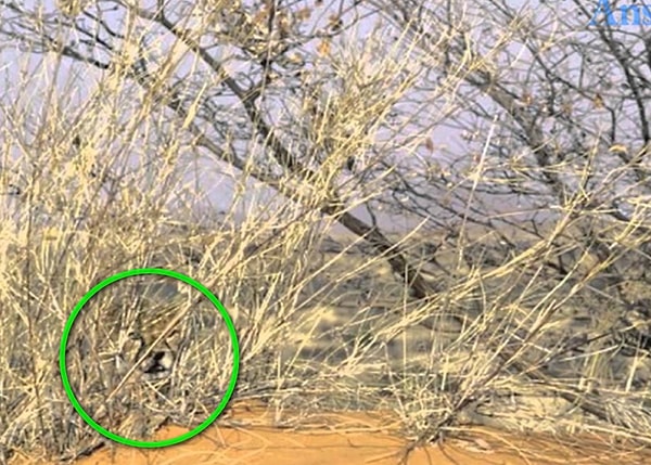 Посмотреть правильный ответ: