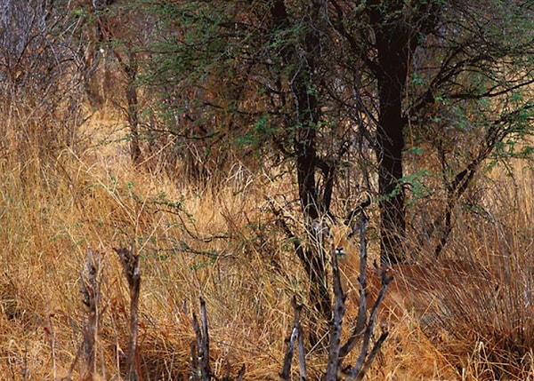 5. Что насчет этой картинки?