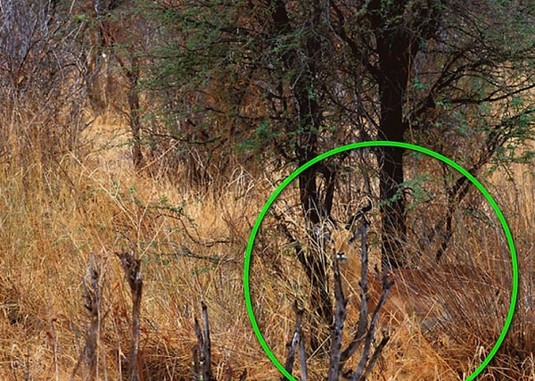 Посмотреть правильный ответ: