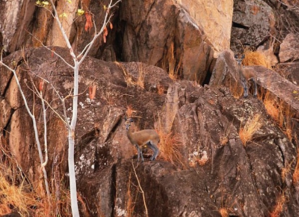 6. Нашли животное тут?