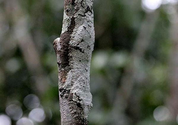 8. И, наконец, увидели тут кого-либо?