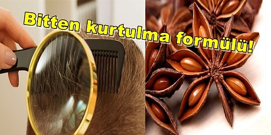 Rakının Baş Kahramanı Anasonun Aslında Birçok Faydası Olduğunu Biliyor muydunuz?